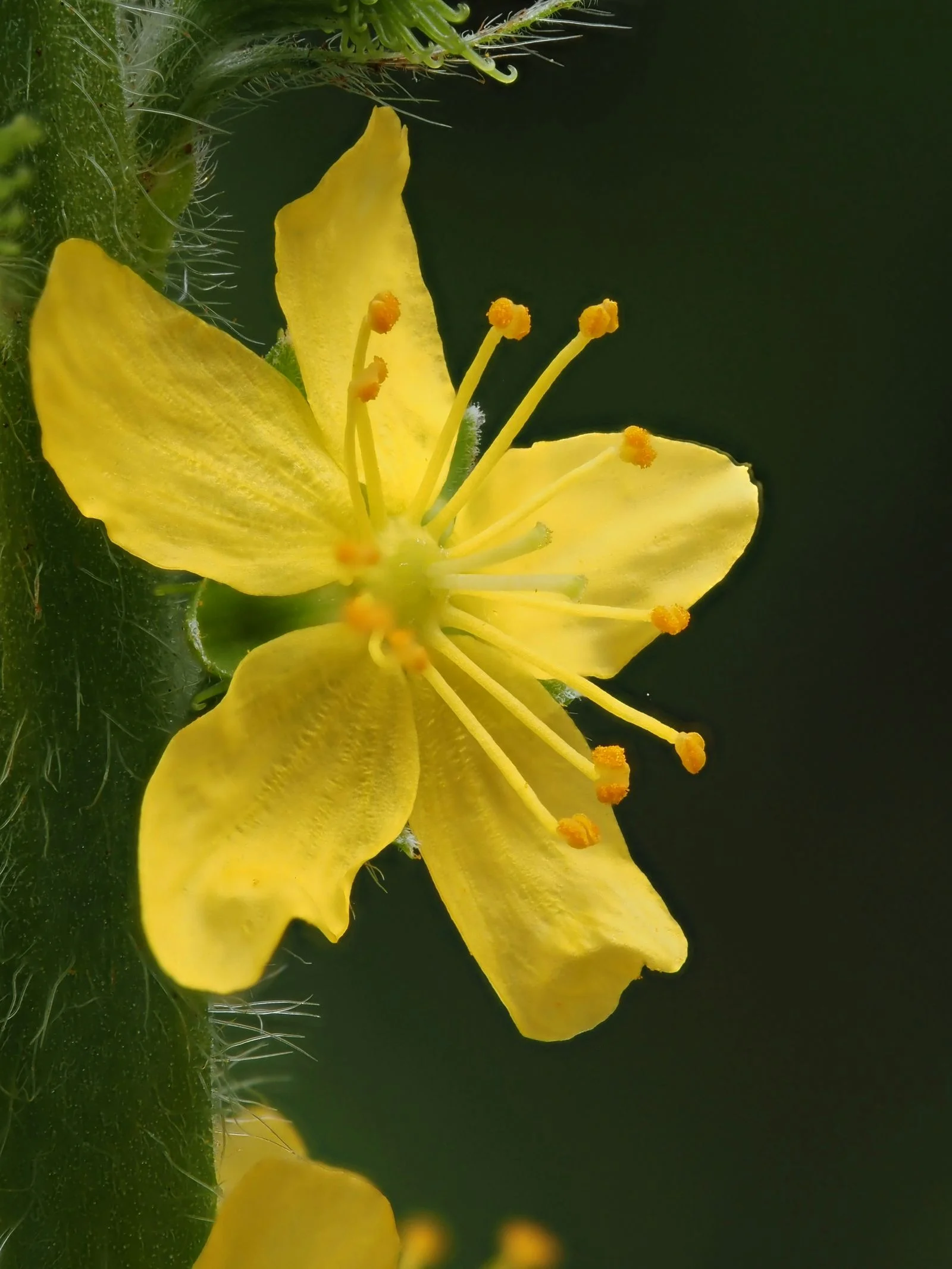 Agrimony (Odermennig) von Jennys-BlütenGleichklang