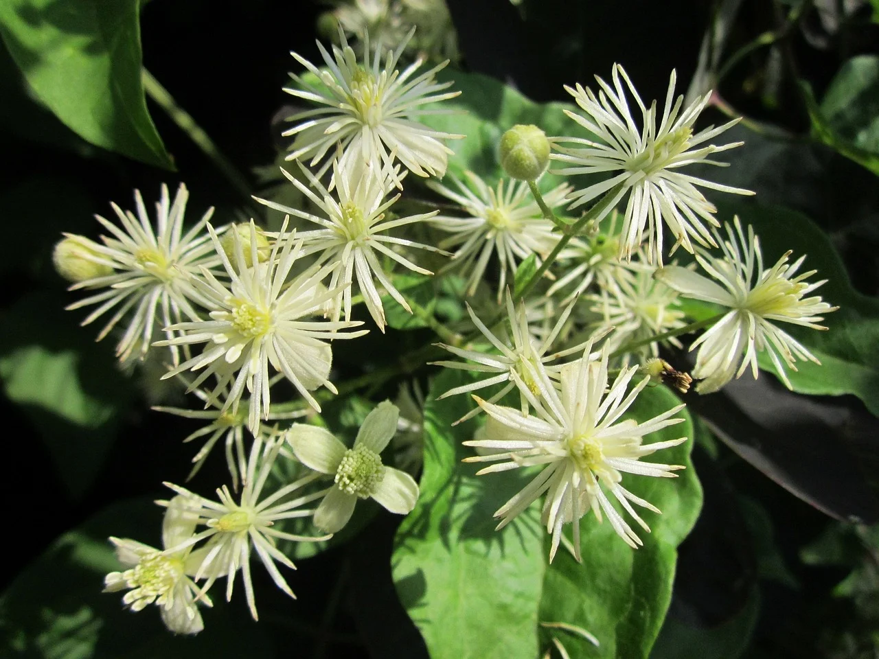 Clematis (Weiße Waldrebe) von Jennys-BlütenGleichklang