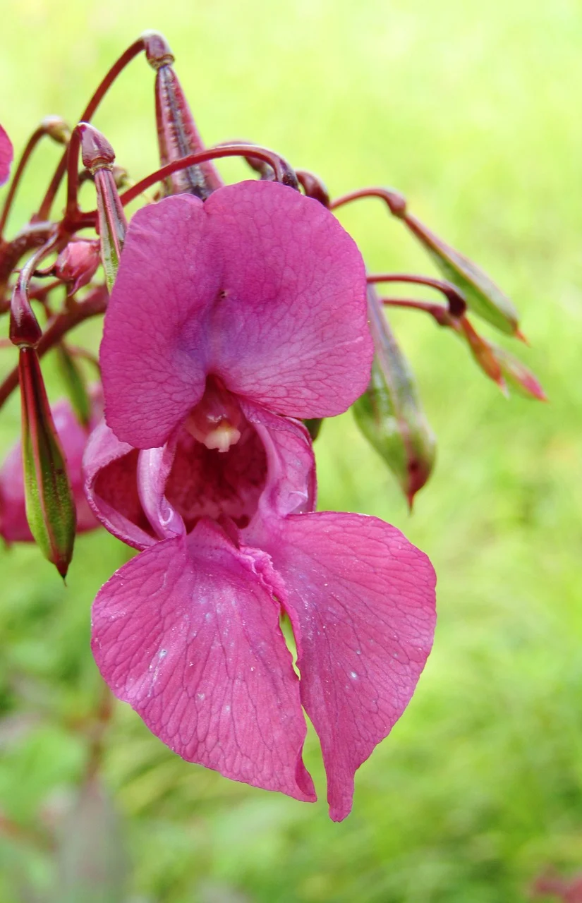Impatiens (Drüsentragendes Springkraut) von Jennys-BlütenGleichklang