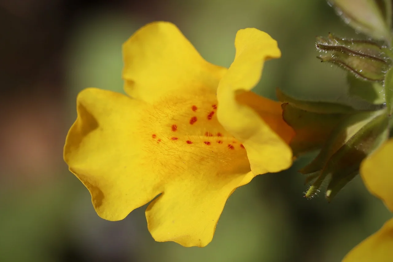 Mimulus (Gefleckte Gauklerblume) von Jennys-BlütenGleichklang