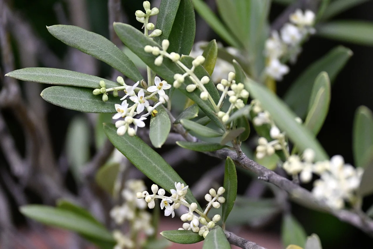 Olive (Olive) von Jennys-BlütenGleichklang