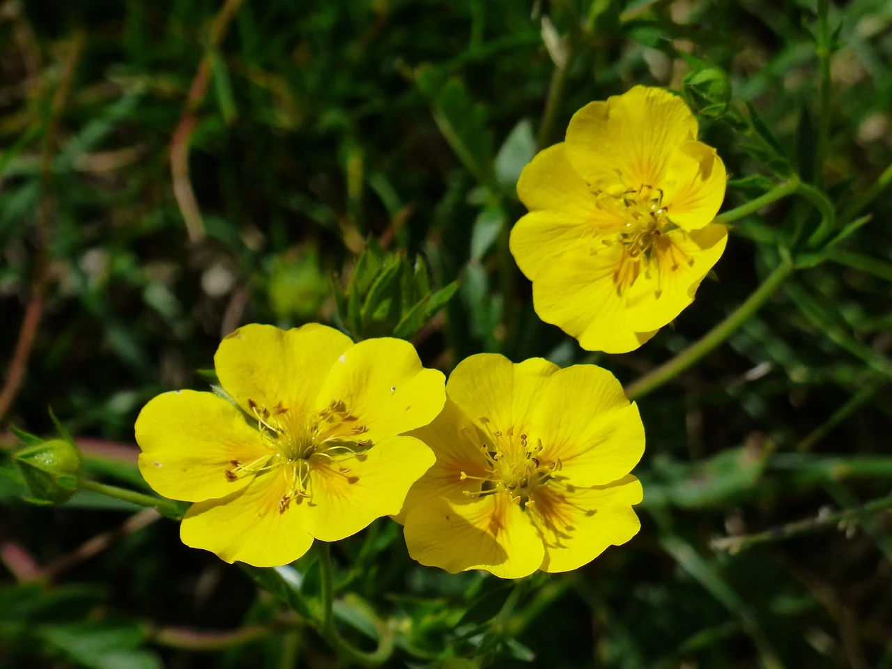 Zistrose (Gelbes Sonnenröschen) von Jennys-BlütenGleichklang