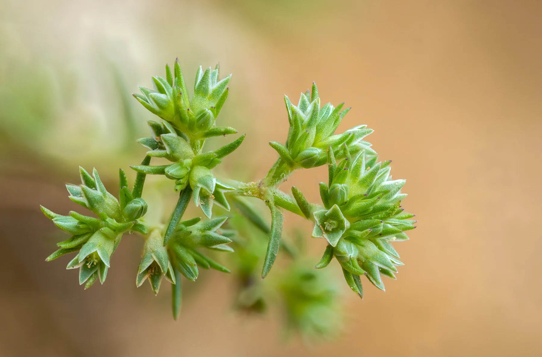 Scleranthus (Einjähriger Knäuel) von Jennys-BlütenGleichklang