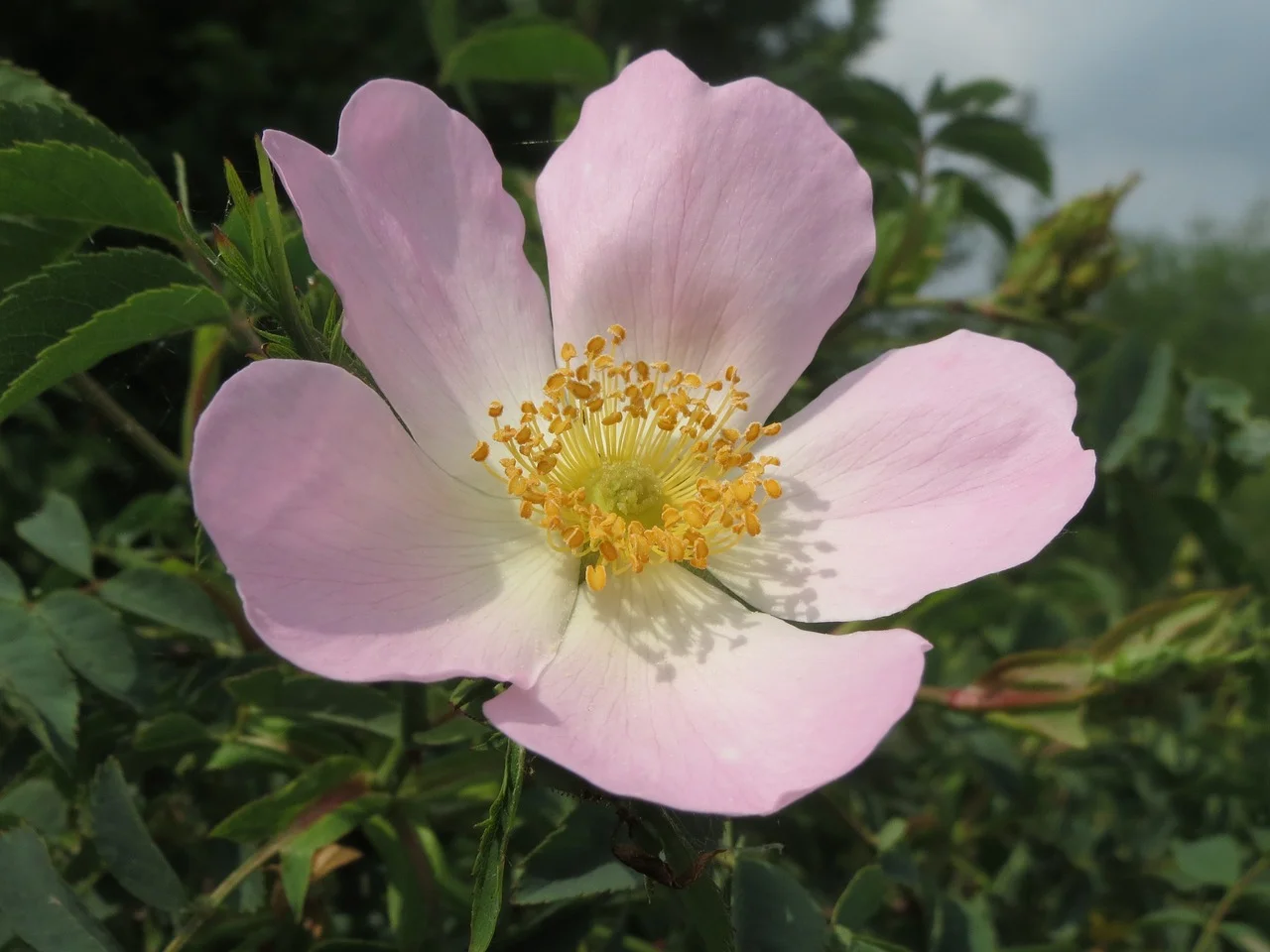 Wildrose (Heckenrose) von Jennys-BlütenGleichklang