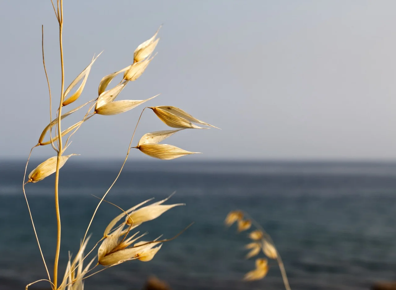 Wild Oat (Waldtrespe) von Jennys-BlütenGleichklang