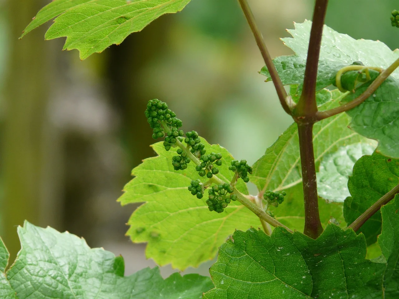 Weinrebe von Jennys-BlütenGleichklang