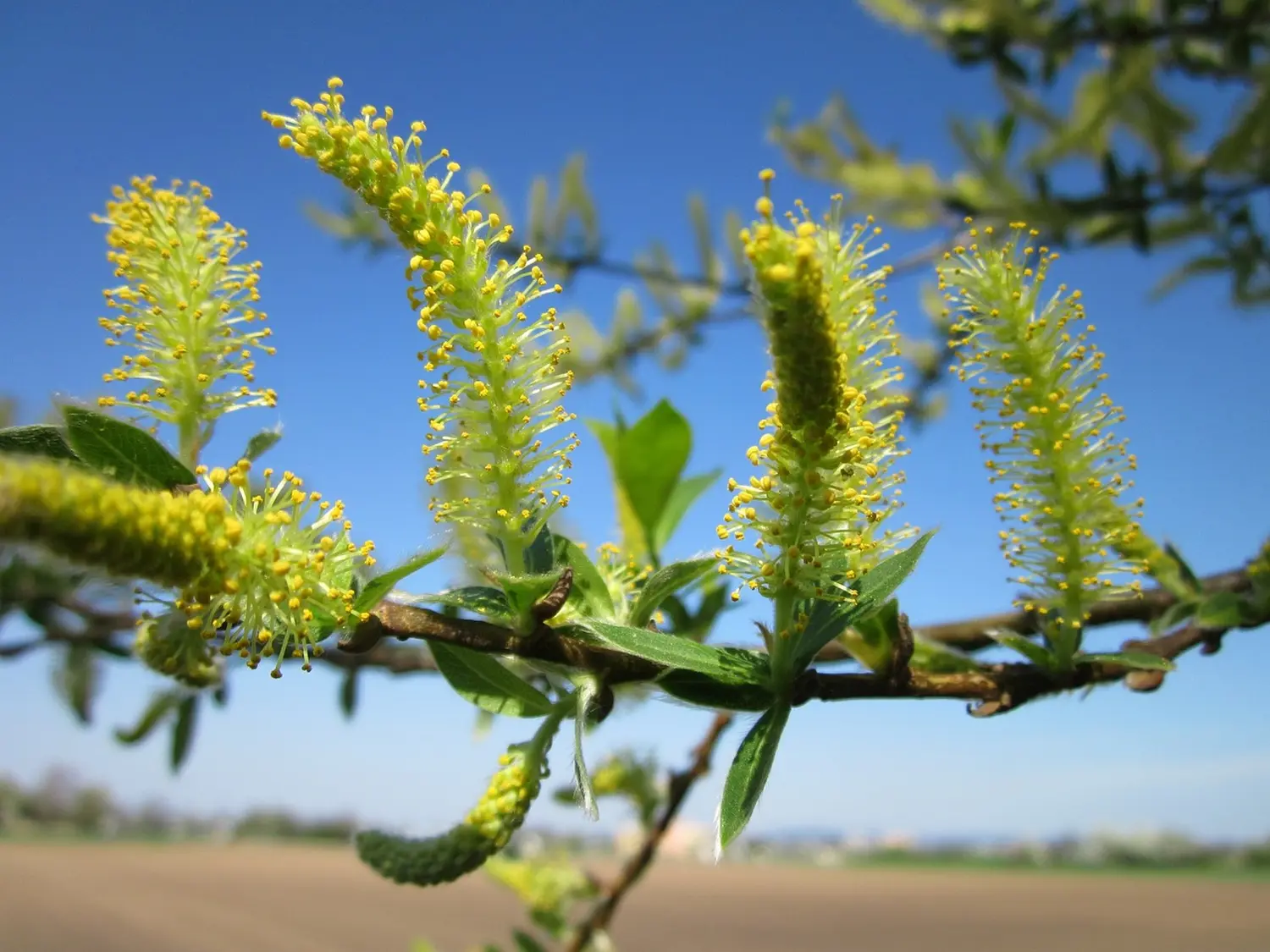 Willow (Weide) von Jennys-BlütenGleichklang